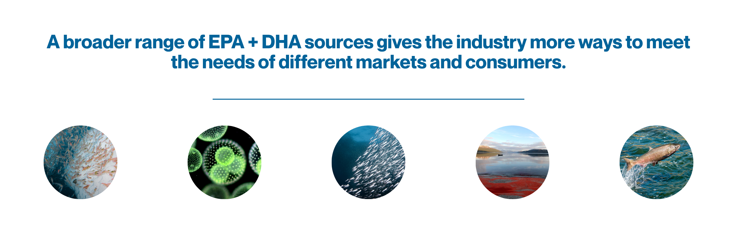 A broader range of EPA + DHA sources gives the industry more ways to meet the needs of different markets and consumers