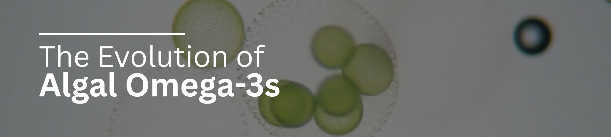The Evolution of Algal Omega-3s
